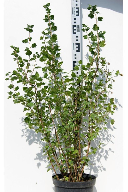 Смородина альпийская Шмидт