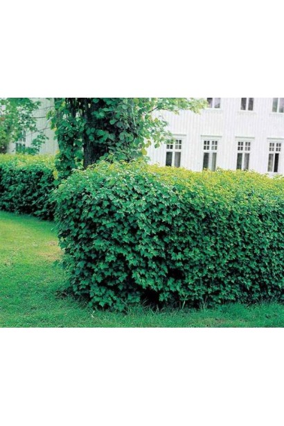 Ribes alpinum Schmidt – отличный вариант для заборов.