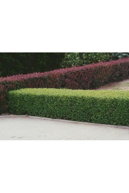 Смородина альпийская Шмидт – зеленая классика для ландшафта