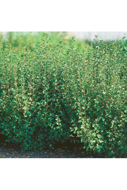 Смородина альпийская Шмидт – устойчивый к тени куст.