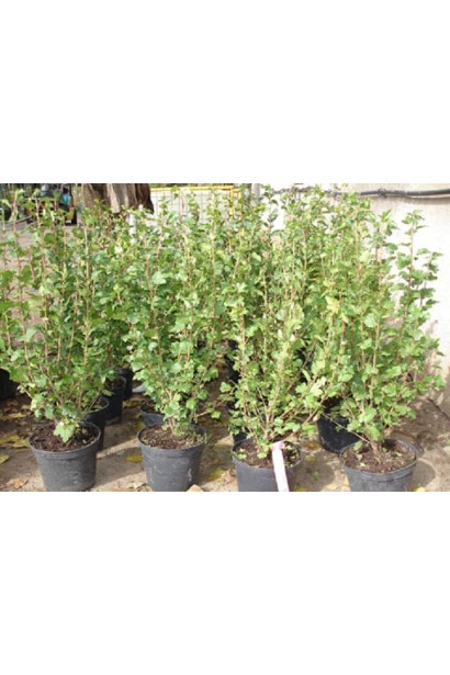 Смородина альпийская Шмидт