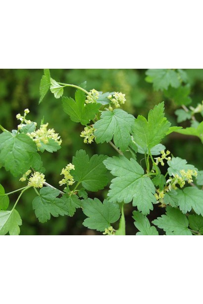 Смородина альпийская Шмидт – компактный куст с мелкими листьями