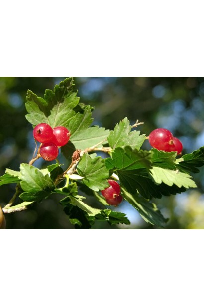 Смородина альпийская Шмидт - ягоды