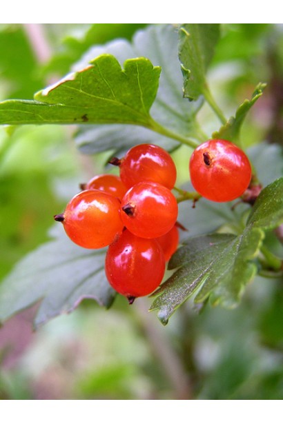 Смородина альпийская Шмидт - ягоды