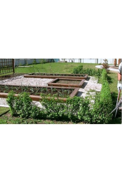 Ribes alpinum Schmidt