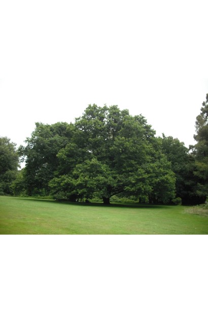 Дуб гостролистий