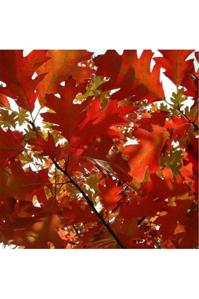 Дуб червоний оранжево-червоне листя восени