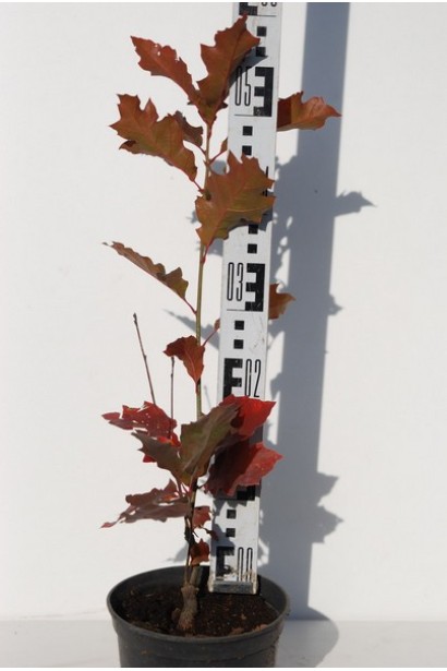 Дуб червоний горщик 3 л 40-50 см