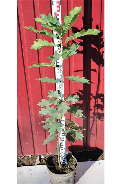 Дуб червоний в контейнері 5 л 80-100 см