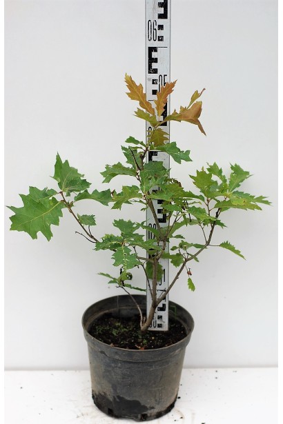 Дуб червоний саджанець 40-50 см