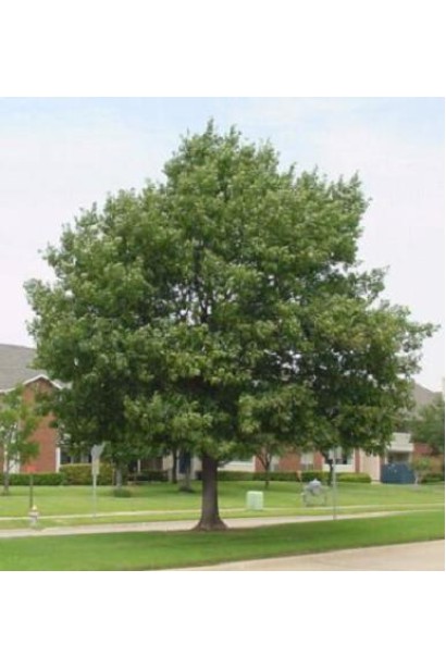 Дуб канадський