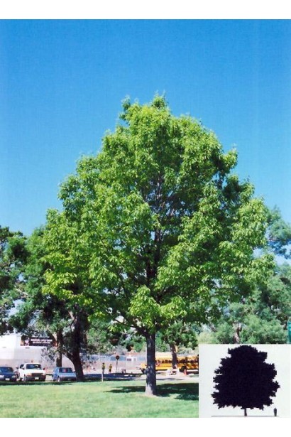 Дуб червоний