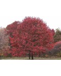 Дуб красный | Дуб червоний | Quercus rubra