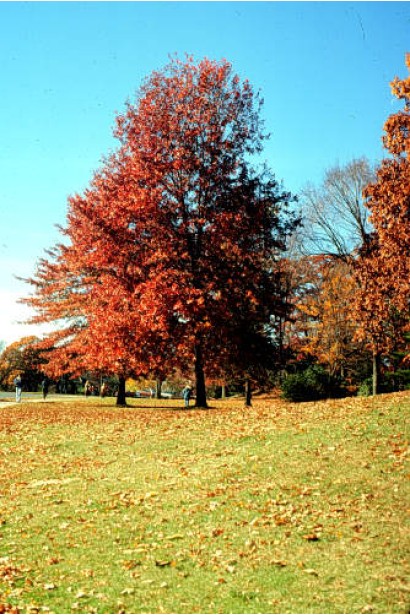 Quercus borealis var. maxima