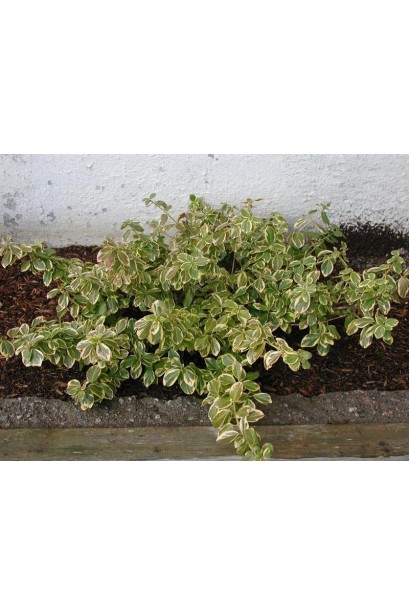 Euonymus fortunei Canadale Gold
