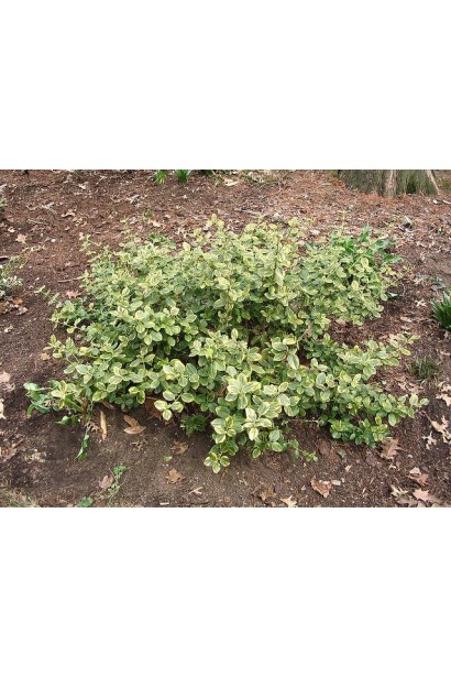 Бруслина Форчуна Canadale Gold в саду