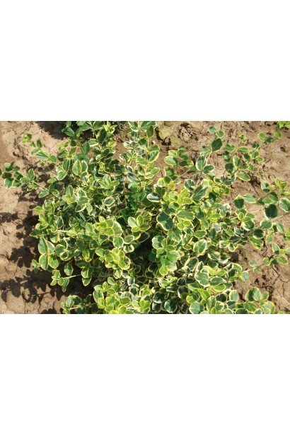 Бруслина Форчуна Канадейл Голд