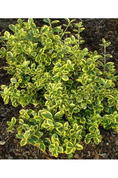 Бруслина Канадейл Голд розлогий кущ