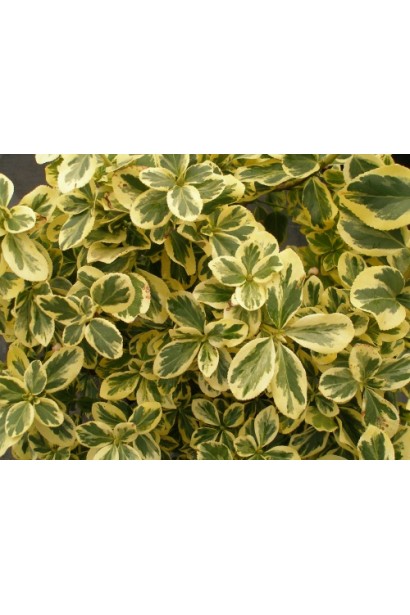 Бруслина Форчуна Канадейл Голд строкате листя