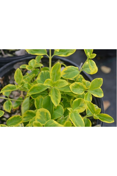 Листя бруслини Канадейл Голд зелене з жовтою облямівкою