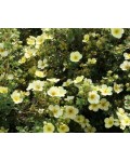 Лапчатка кустарниковая Примроуз Бьюти | Лапчатка кущова Прімроуз Б'юті | Potentilla fruticosa Primrose Beauty