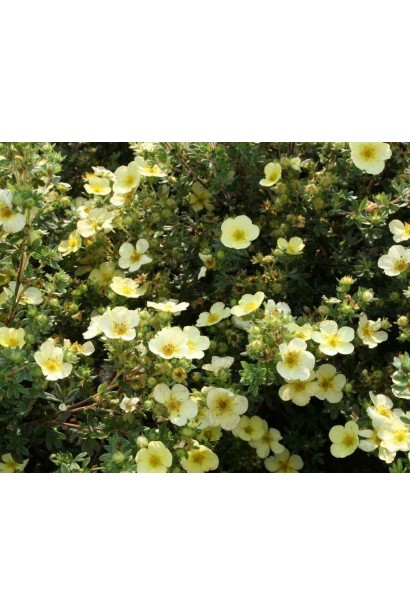 Лапчатка Primrose Beauty рясне цвітіння