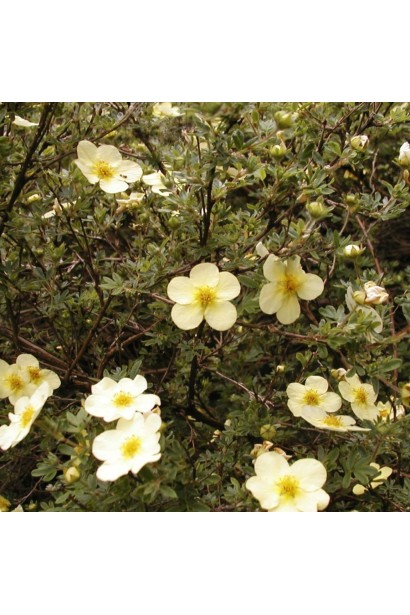 Перстач чагарниковий / Лапчатка кущова Прімроуз Б’юті