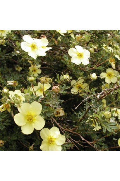 П’ятилисник кущовий Примроуз Бьюті