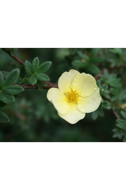 Potentilla fruticosa Primrose Beauty