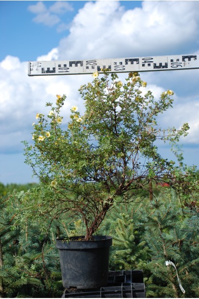 Перстач чагарниковий Прімроуз Б’юті саджанець С5 діаметр 40-50 см