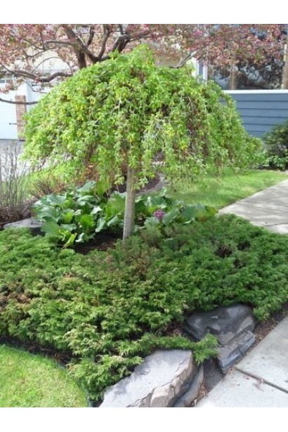 Карагана дерев’яниста Уолкер на штамбі | Caragana arborescens Walker on shtambeКарагана древовидная Уолкер на штамбе | Caragana arborescens Walker on shtambe