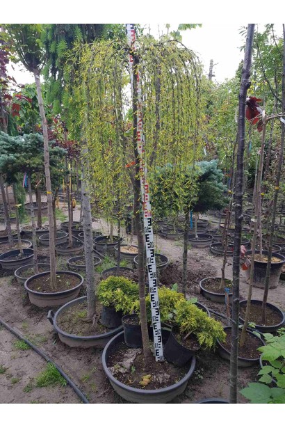 Карагана дерев’яниста Уолкер на штамбі | Caragana arborescens Walker on shtambeКарагана древовидная Уолкер на штамбе | Caragana arborescens Walker on shtambe