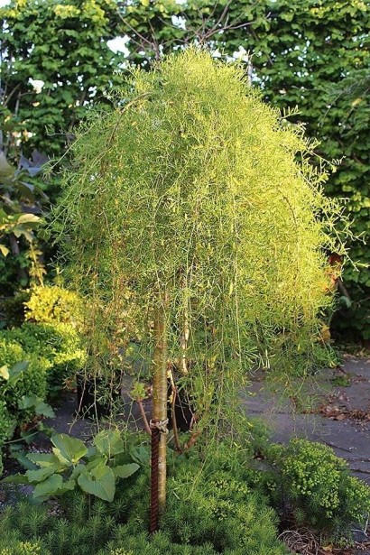 Карагана дерев’яниста Уолкер на штамбі | Caragana arborescens Walker on shtambeКарагана древовидная Уолкер на штамбе | Caragana arborescens Walker on shtambe