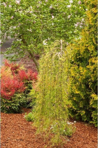 Карагана дерев’яниста Уолкер на штамбі | Caragana arborescens Walker on shtambeКарагана древовидная Уолкер на штамбе | Caragana arborescens Walker on shtambe