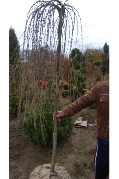 Карагана дерев’яниста Уолкер на штамбі | Caragana arborescens Walker on shtambeКарагана древовидная Уолкер на штамбе | Caragana arborescens Walker on shtambe