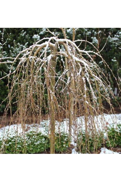 Карагана дерев’яниста Уолкер на штамбі | Caragana arborescens Walker on shtambeКарагана древовидная Уолкер на штамбе | Caragana arborescens Walker on shtambe