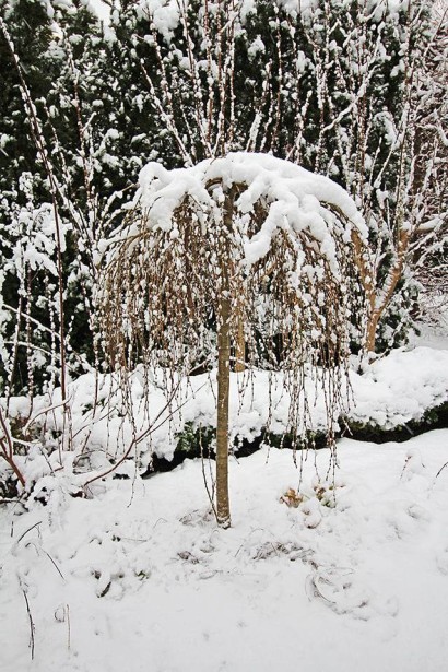 Карагана дерев’яниста Уолкер на штамбі | Caragana arborescens Walker on shtambeКарагана древовидная Уолкер на штамбе | Caragana arborescens Walker on shtambe