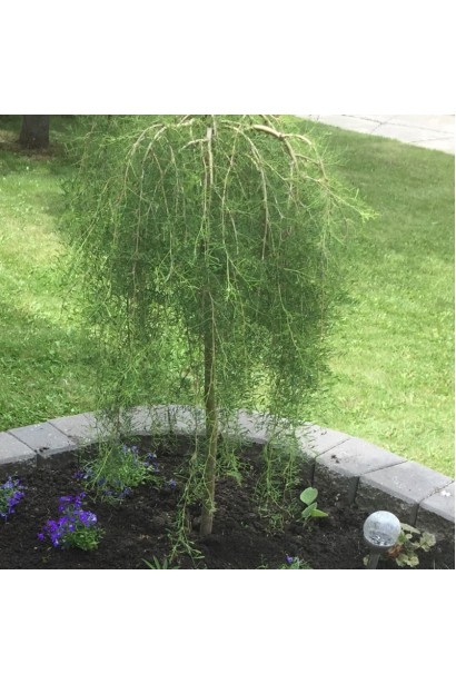 Карагана дерев’яниста Уолкер на штамбі | Caragana arborescens Walker on shtambeКарагана древовидная Уолкер на штамбе | Caragana arborescens Walker on shtambe