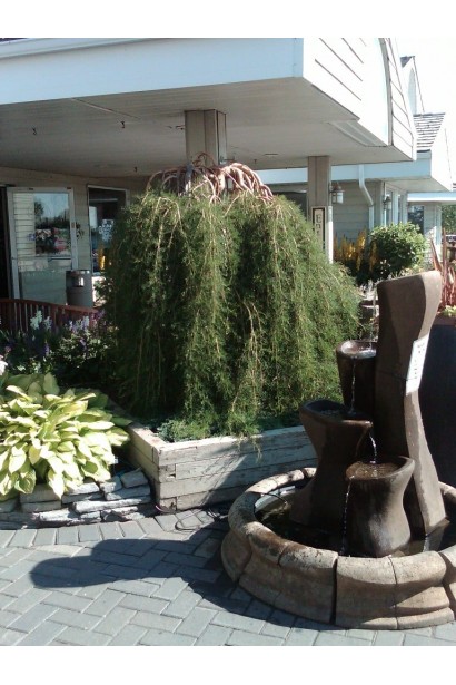 Карагана дерев’яниста Уолкер на штамбі | Caragana arborescens Walker on shtambeКарагана древовидная Уолкер на штамбе | Caragana arborescens Walker on shtambe