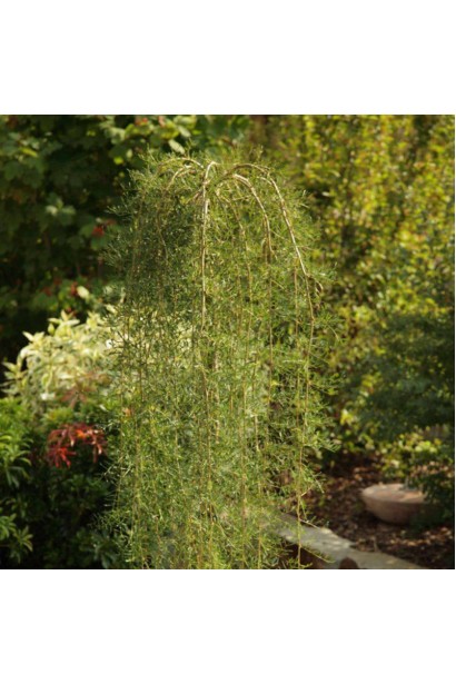 Карагана дерев’яниста Уолкер на штамбі 