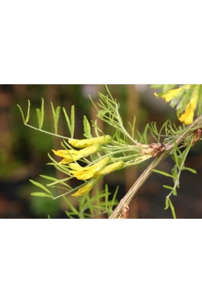 Карагана дерев’яниста Уолкер на штамбі | Caragana arborescens Walker on shtambeКарагана древовидная Уолкер на штамбе | Caragana arborescens Walker on shtambe