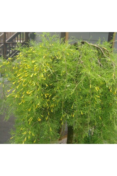 Карагана дерев’яниста Уолкер на штамбі | Caragana arborescens Walker on shtambeКарагана древовидная Уолкер на штамбе | Caragana arborescens Walker on shtambe