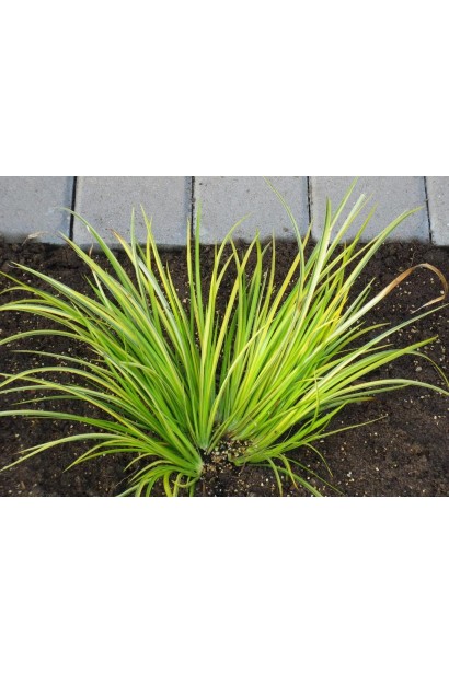 Acorus gramineus Ogon кущ