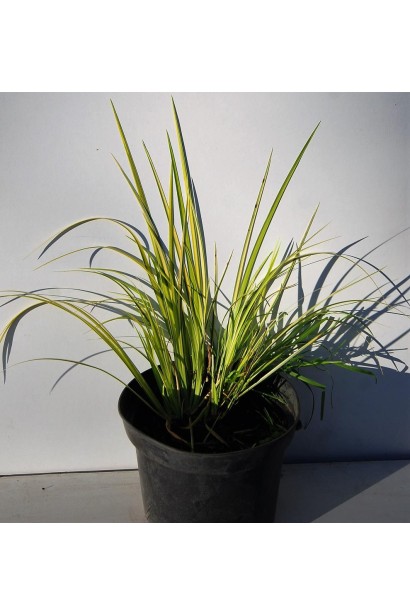 Аїр злаковидний Огон  в горщику
