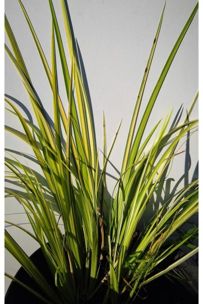 Аїр злаковидний Огон 