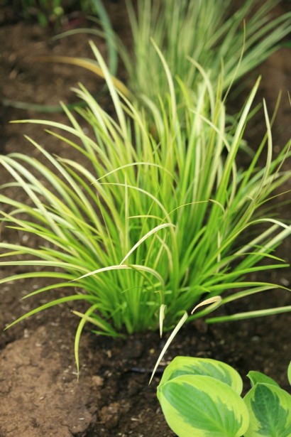 Аїр злаковидний Огон посадка