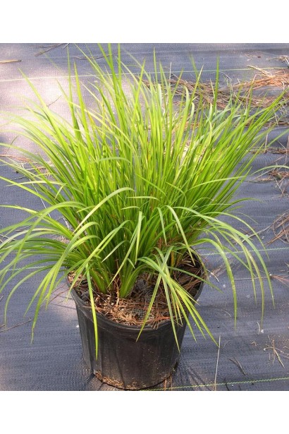 Аїр злаковидний Огон саджанець в контейнері