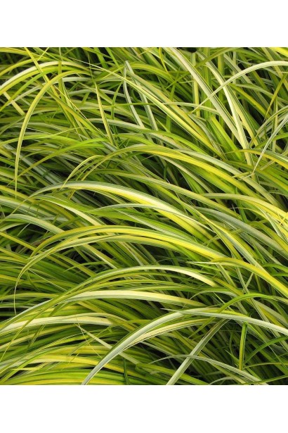 Аїр злаковидний Огон колір листя