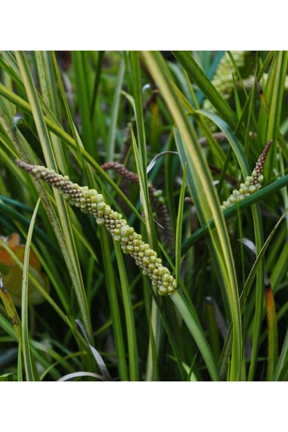 Acorus gramineus Ogon
