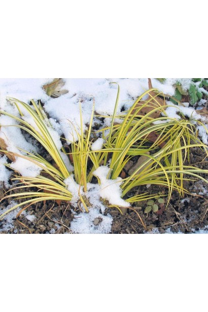 Аїр сорту Огон взмку